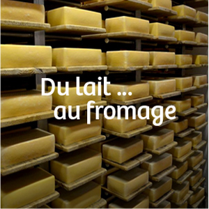 Du lait... au fromage